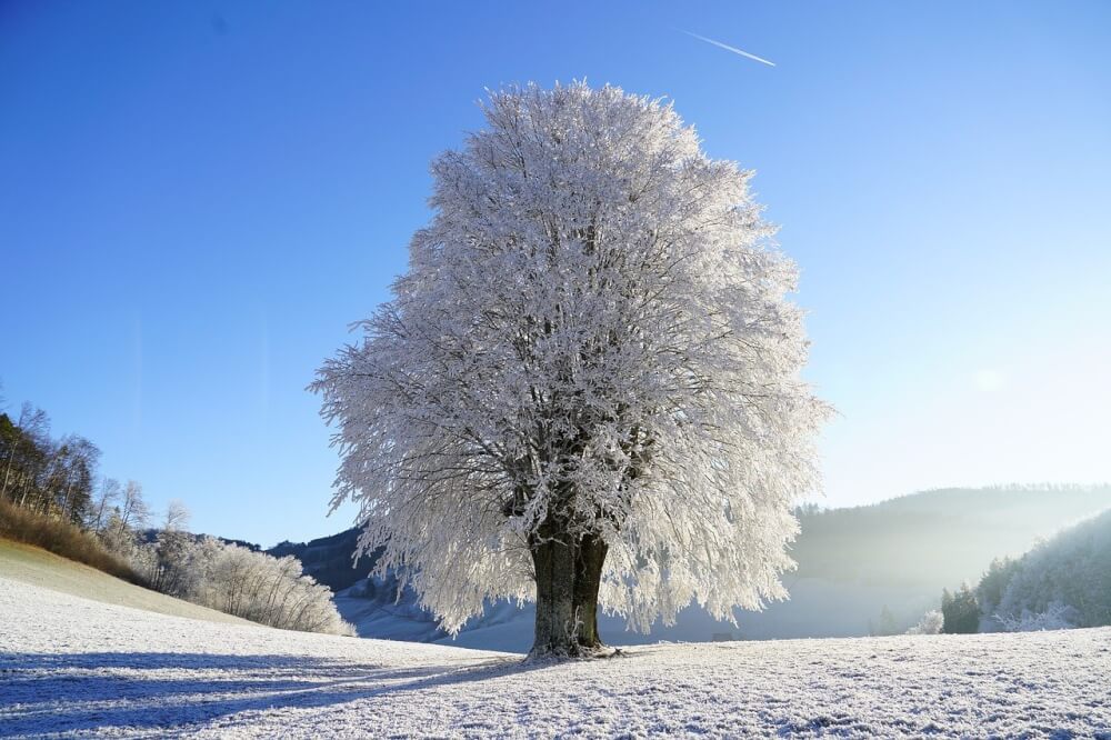 北海道の冬が好き。黒い嘘でさえ、真っ白い雪で覆ってくれるような強さがある。