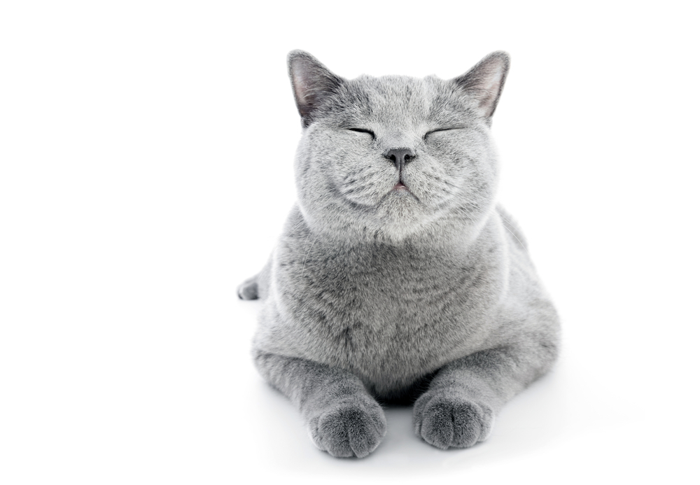 感情豊かな人ほど猫に惹かれるという最新の研究結果！（ワシントン州立大学）