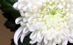 白い菊