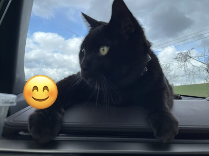 サヨナラ・モンスターで猫が抱えていた強い恐怖を大幅に減らすことに成功！