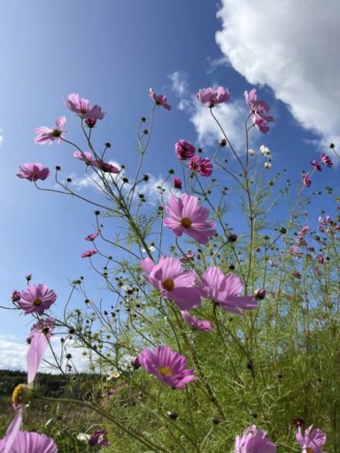 野菜は身体の栄養、 綺麗な花は「心の栄養」になる。