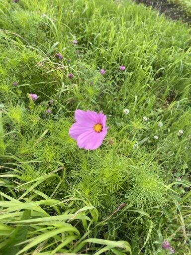 今年の俺の「コスモス〜秋桜〜」を見よ！！