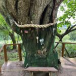 北海道石狩市浜益区のパワースポット『千本ナラ』