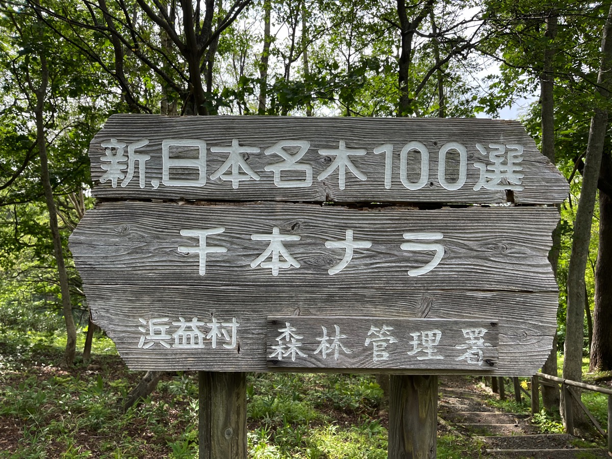 北海道石狩市浜益区のパワースポット『千本ナラ』