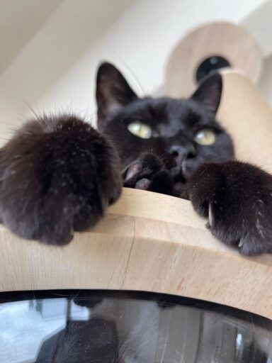 さすけ１３歳キャッチタワー