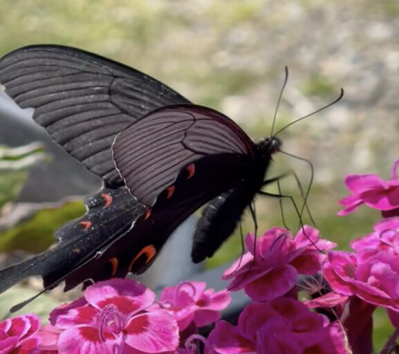ダイアンサスにクロアゲハが何度も訪れた理由──“美しさが引き寄せる”を実感した瞬間