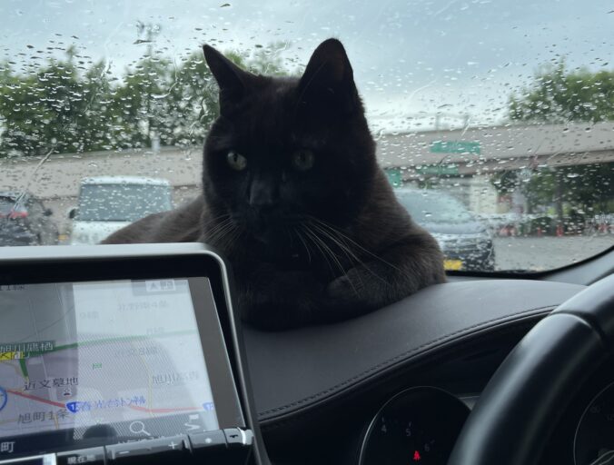 「FORZA10 リナール アクティブ」と「グランツ チキン＆サーモン」で見えた腎臓ケアの重要性｜14歳猫のクレアチニン値と血液検査の記録